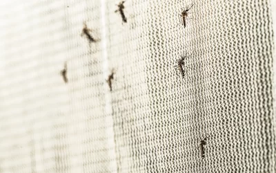 Come difendersi dagli insetti con le zanzariere Palagina
